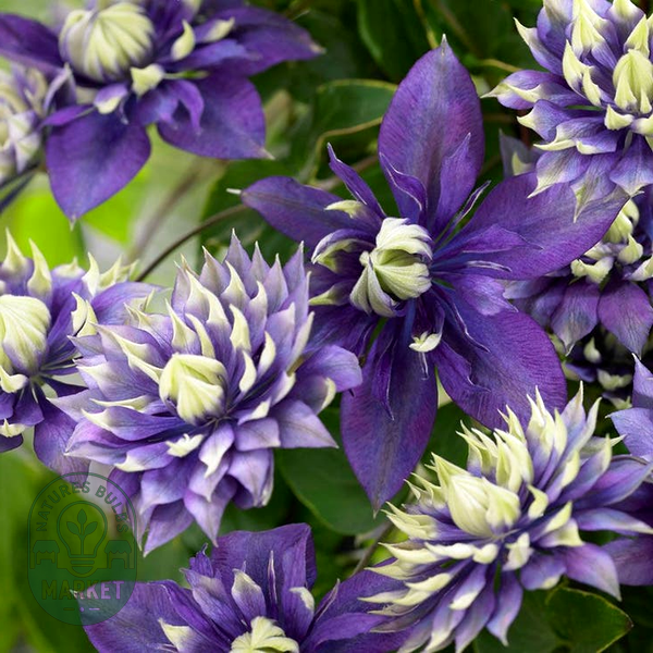 Clematis 'Taiga'