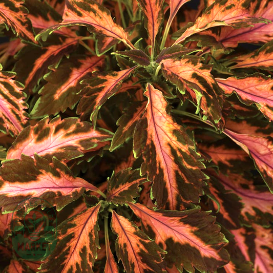 Coral Candy Premium Sun Coleus Seeds