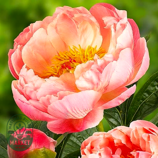 Coral Charm
