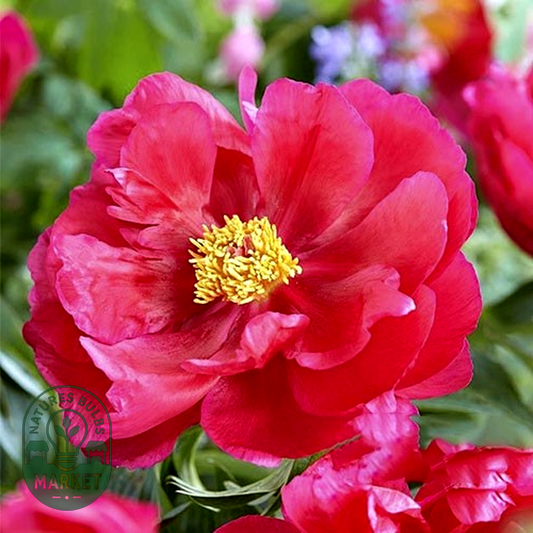 Coral Fay