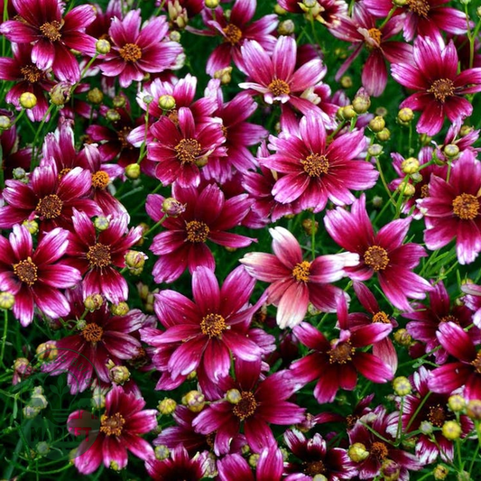 Coreopsis 'Berry Chiffon'