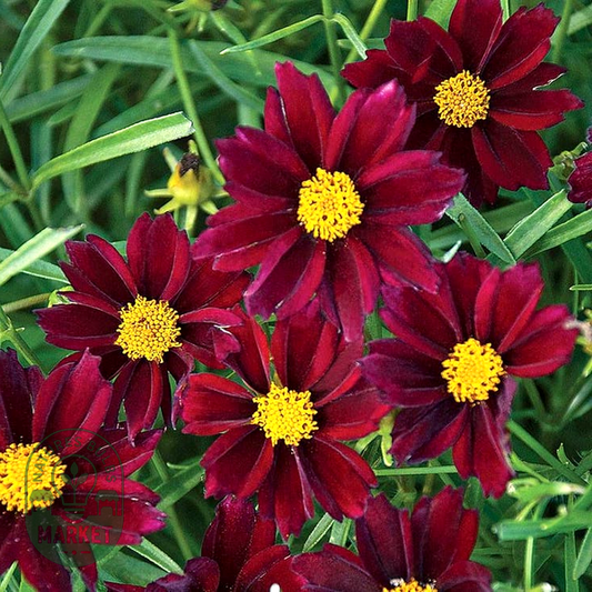 Coreopsis Big Bang™ 'Mercury Rising'