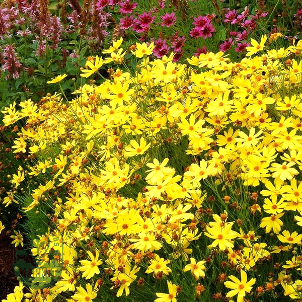 Coreopsis 'Citrine'
