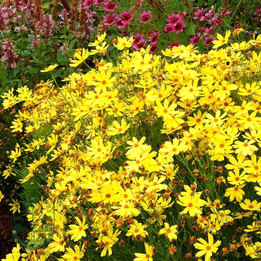 Coreopsis 'Citrine'