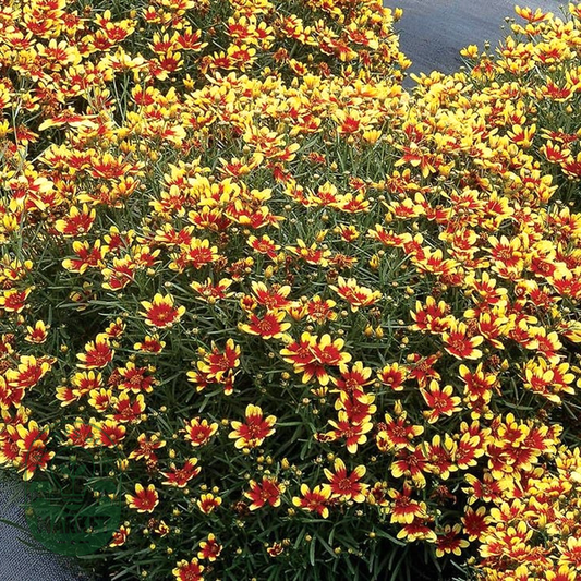 Coreopsis Honeybunch™ 'Red & Gold'