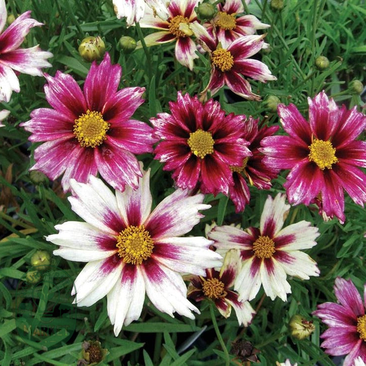 Coreopsis Li'l Bang™ 'Starlight'