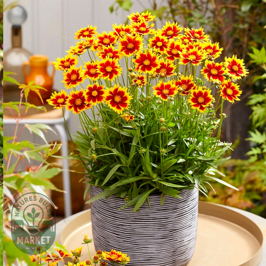 Coreopsis Solar Jewel Tickseed