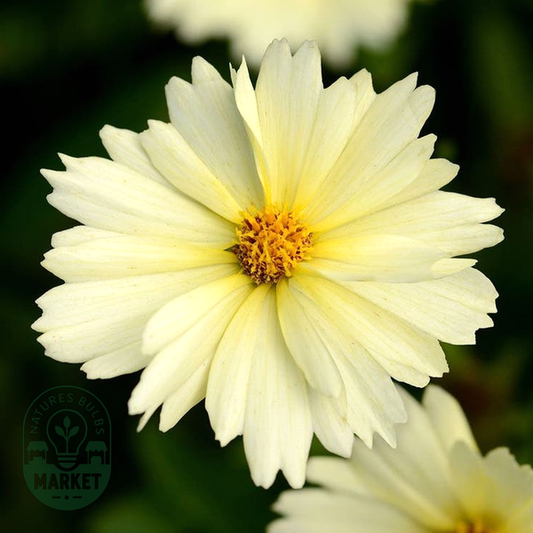 Coreopsis UpTick™ Cream