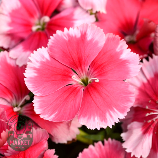 Coronet™ Strawberry Dianthus Seeds