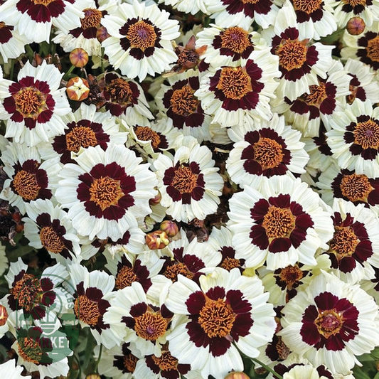 Corusco Cream-Red' Coreopsis Seeds