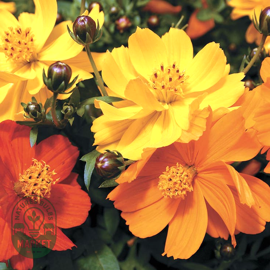 Cosmic Mix Cosmos Seeds