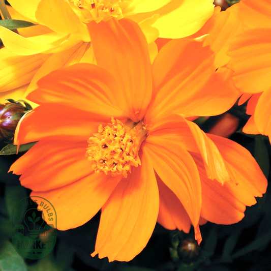 Cosmic Orange Cosmos Flower Seeds