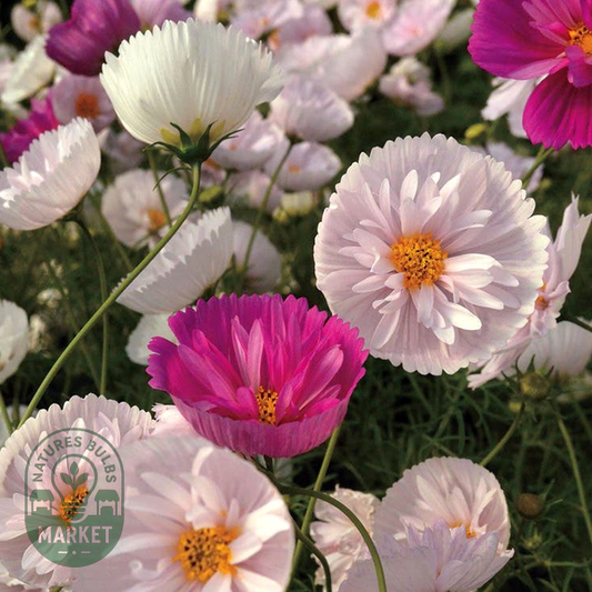 Cosmos bipinnatus 'Cupcakes and Saucers Mix' Seeds