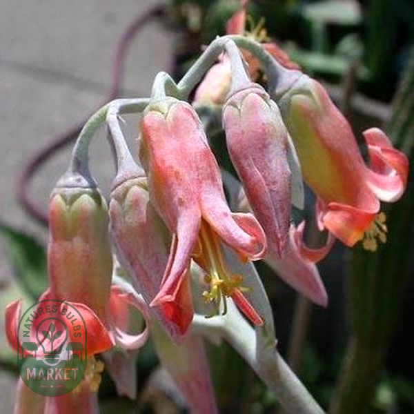 Cotyledon barbeyi