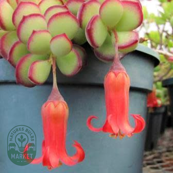 Cotyledon woodii
