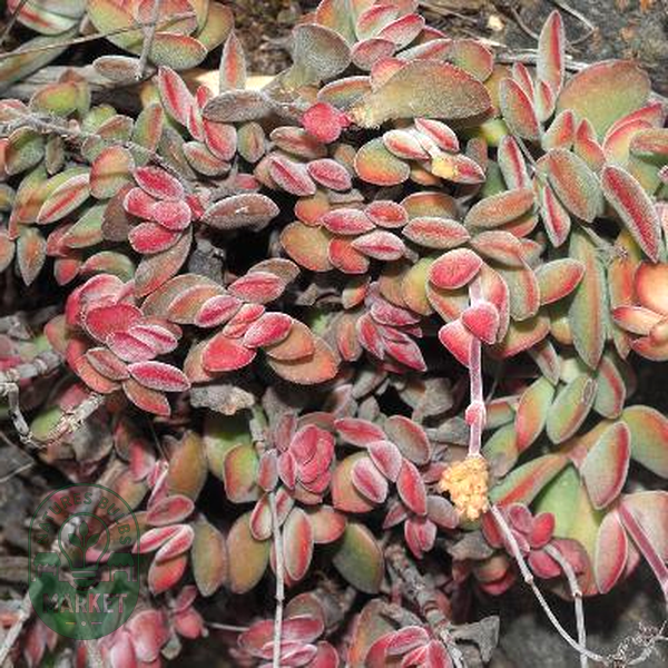 Crassula atropurpurea var muirii