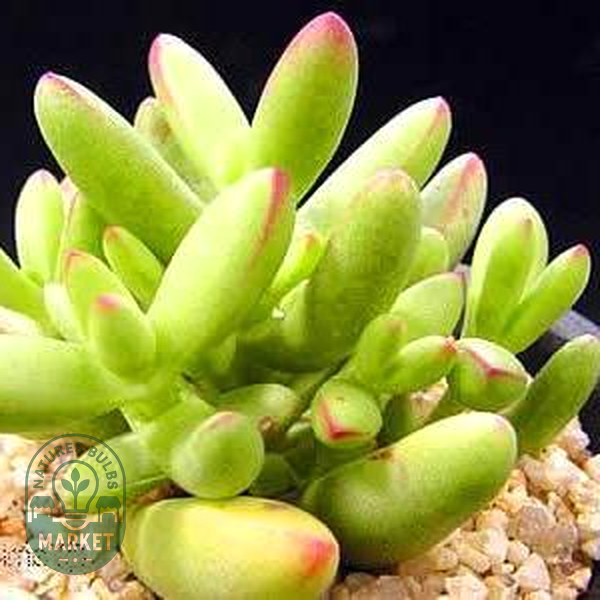 Crassula brevifolia