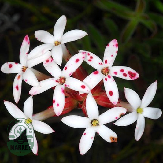 Crassula fascicularis