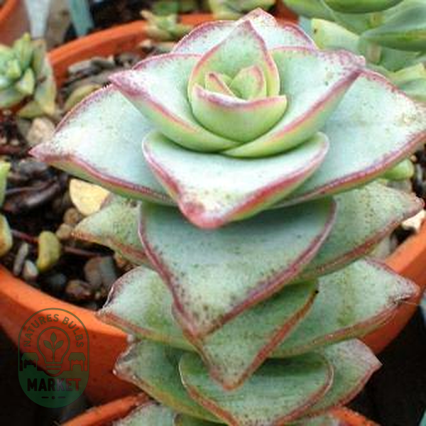 Crassula perforata