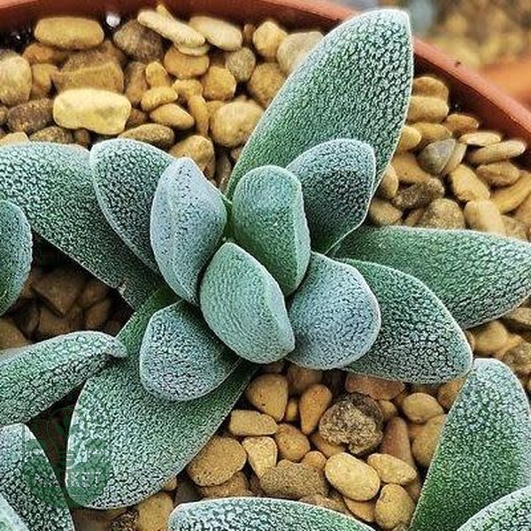 Crassula tecta