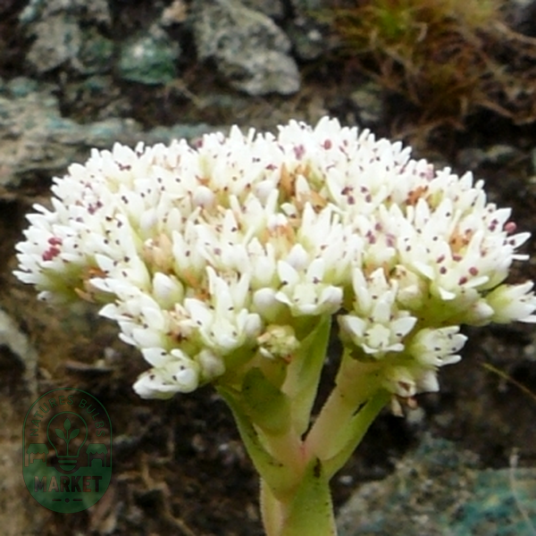 Crassula vaginata