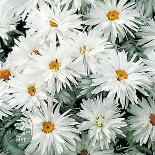 Crazy Daisy Shasta Daisy Seeds