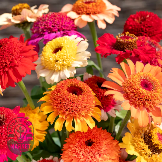 Crestar Mix Zinnia Seeds