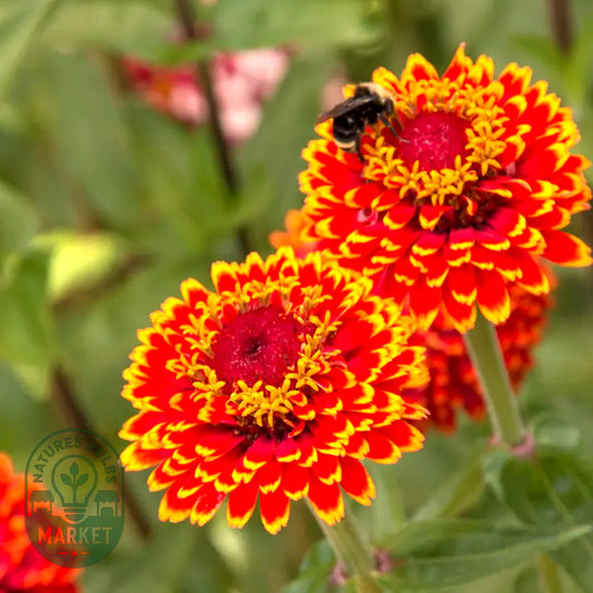 Crouching Tiger Zinnia Seeds