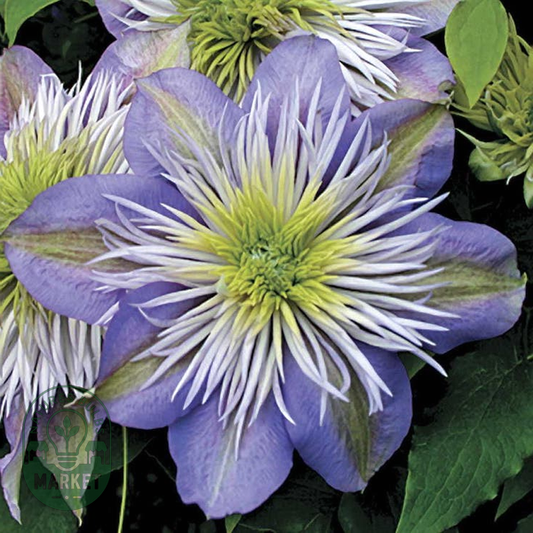 Crystal Fountain™ Clematis