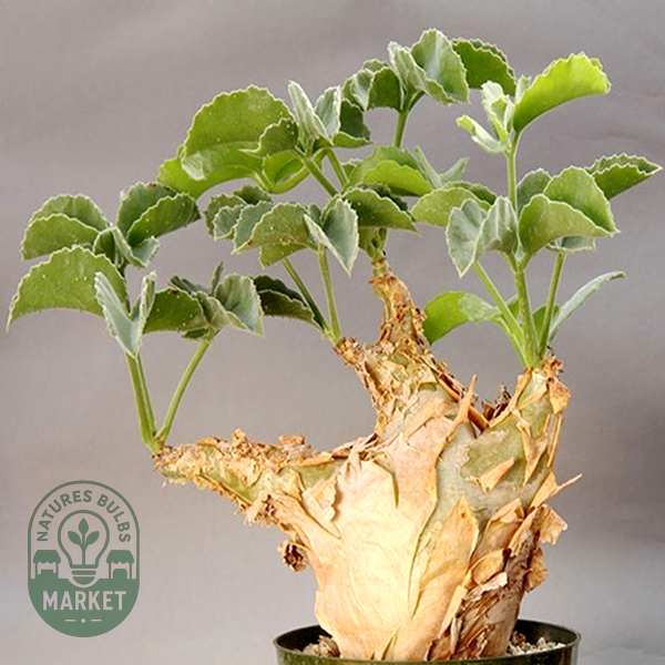 Cyphostemma uter