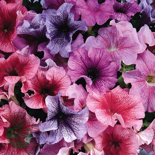 Daddy® Mix Petunia Seeds