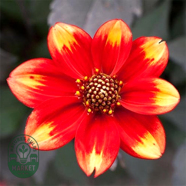 Dahlegria Bicolor