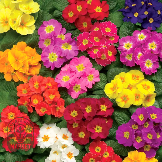 Danova Full Mix Hybrid Primula Seeds