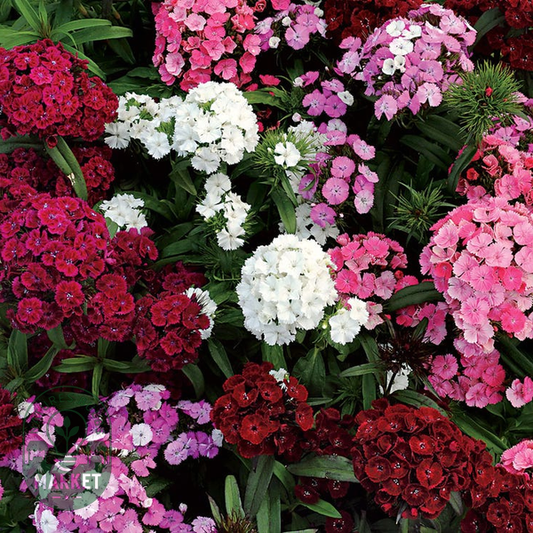 Dash™ F1 Mix Dianthus Seeds