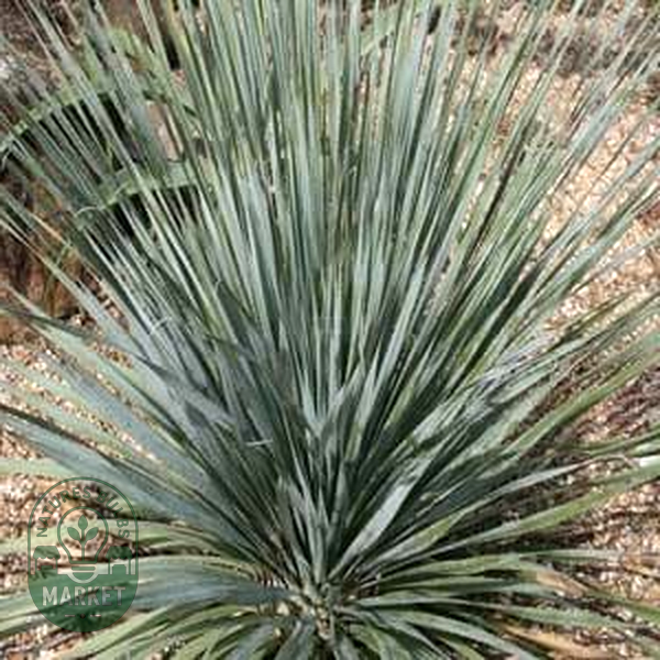 Dasylirion berlandieri