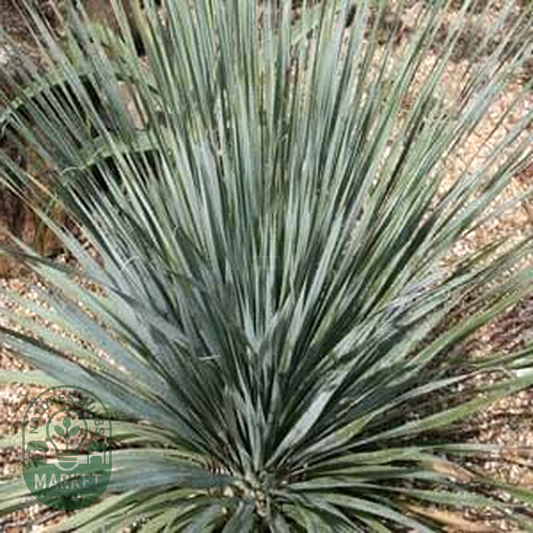 Dasylirion berlandieri