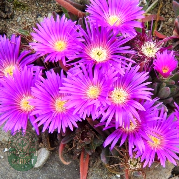 Delosperma brunthaleri Magenta