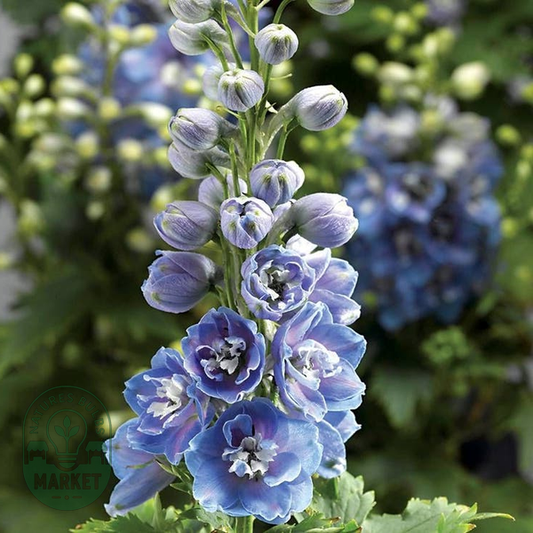 Delphina™ Light Blue White Bee Delphinium Seeds