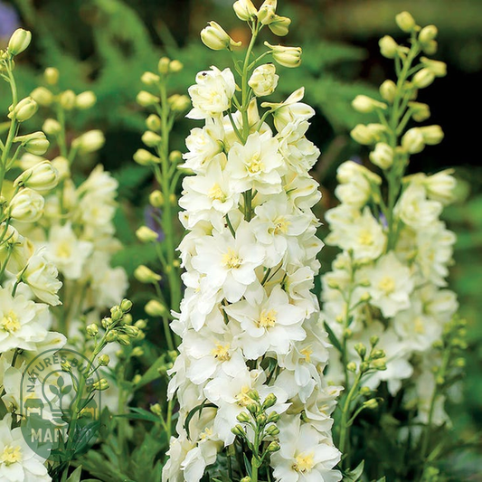 Delphinium Delgenius™ Neva Larkspur