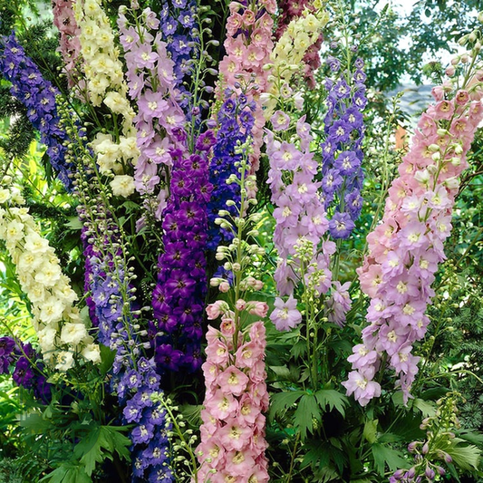 Delphinium Giant Cottage Style Mixed Larkspur