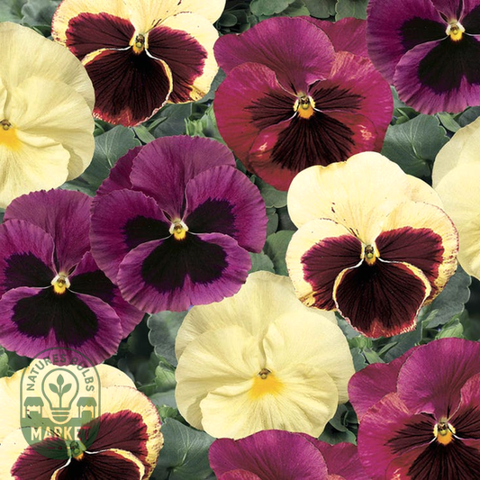 Delta® Classic Apple Cider Mix Pansy Seeds