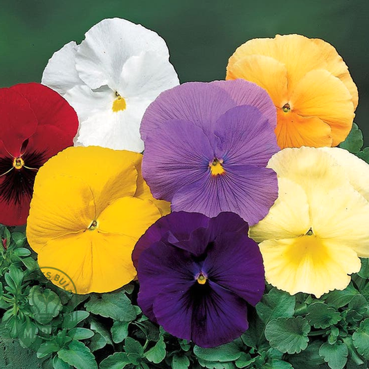 Delta™ Pure Colors Mix Pansy Seeds