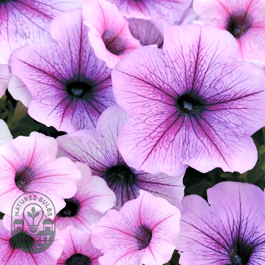 Dolcissima Fragolino Petunia Seeds