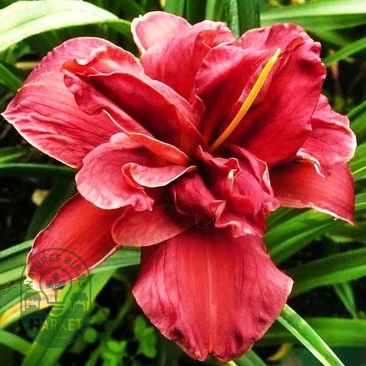 Double Firecracker