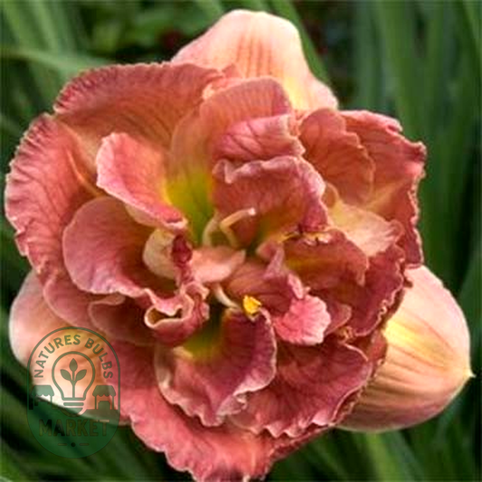 Double Pink Peony