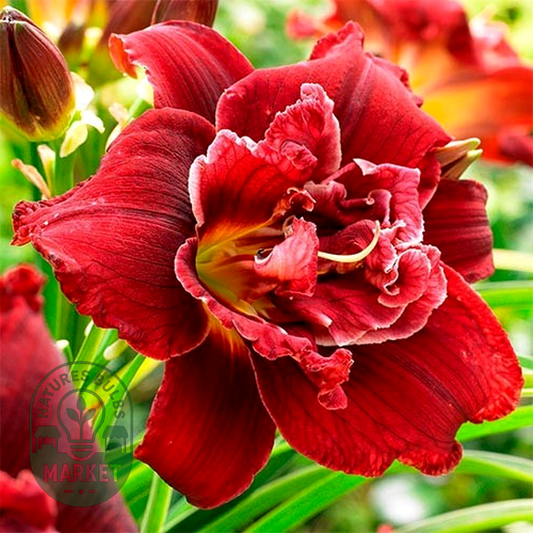 Double Red Royal