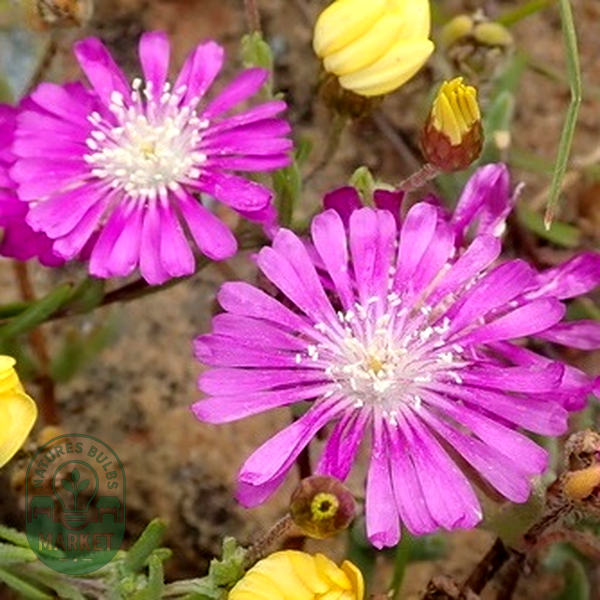 Drosanthemum latipetalum