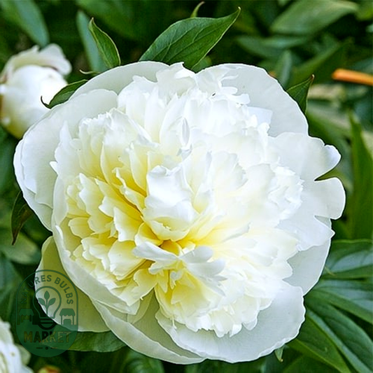 Duchesse de Nemours