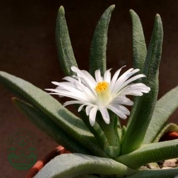 Ebracteola wilmaniae
