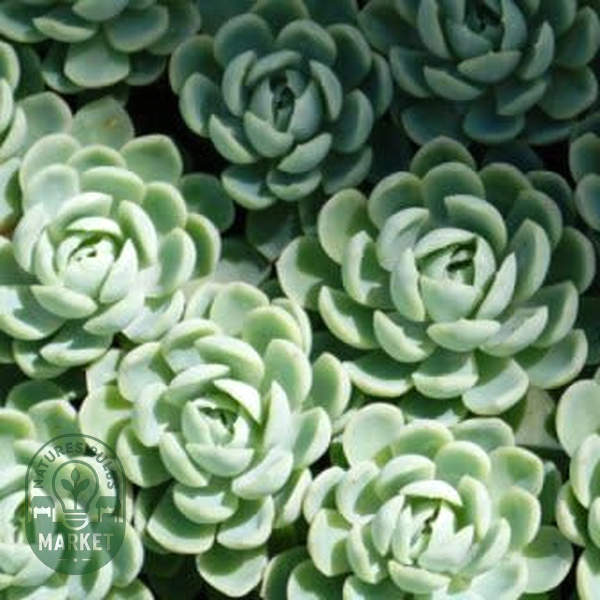 Echeveria elegans